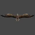 Beautiful Bald Eagle Flying with Spread Wings and Sharp Claws on White Background