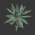 Green Plant With Long Stem Yellow Flower Cluster And Broad Green Leaves On Dark Background