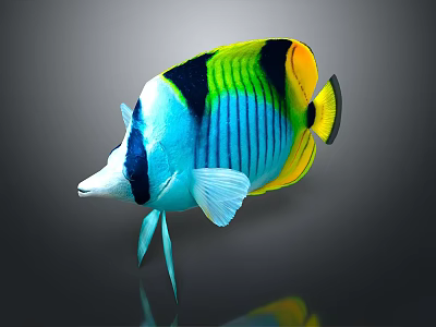 Vibrant Butterflyfish With Blue Yellow Black Striped Body On Dark Background With Reflection 3d model