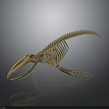 Anatomical Organ Structure of Aquatic Animal Skeleton with Light Color and Dark Background Reflection