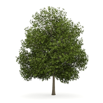 Ash Tree Outdoor Landscape Tree Plant Trees 3d model