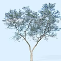 Tall Arbor Tree with Forked Branches and Lush Green Foliage Against Light Blue Sky