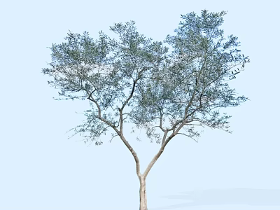 Tall Arbor Tree with Forked Branches and Lush Green Foliage Against Light Blue Sky 3d model