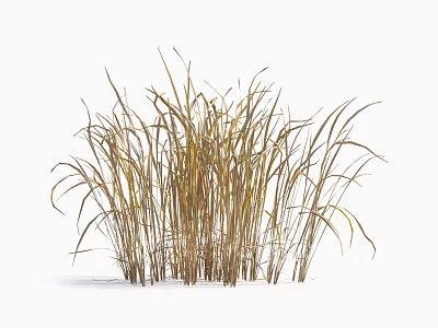 Tall Golden Grass With Wispy Leaves Isolated On White Background 3d model