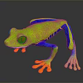 Vibrant Red-eyed Tree Frog With Green Body Blue Legs And Orange Toes
