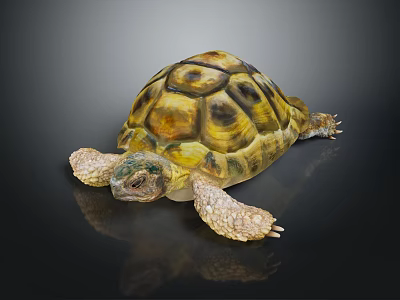 Tortoise with Yellow and Brown Patterned Shell on Black Reflective Surface 3d model