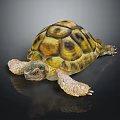 Tortoise with Yellow and Brown Patterned Shell on Black Reflective Surface