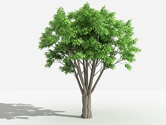 modern tree alpine banyan 3d model