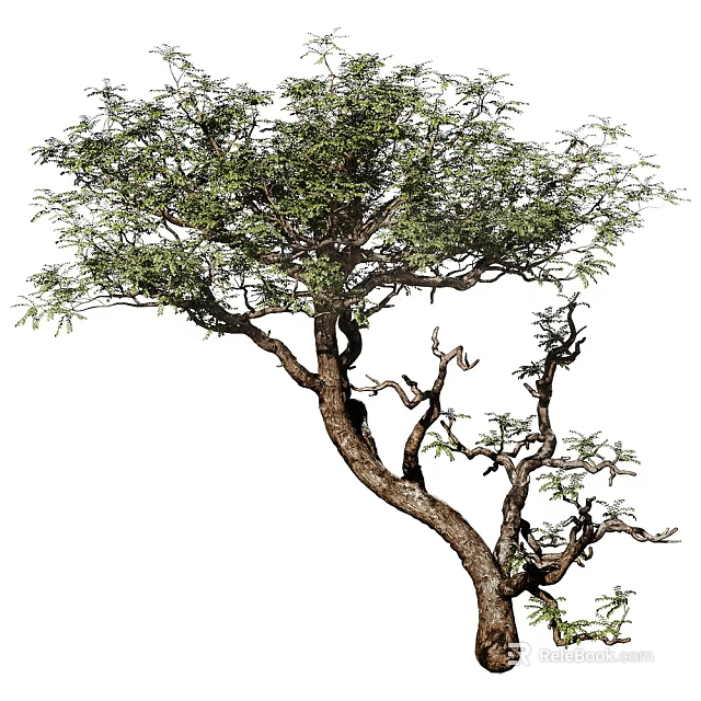 Tall Arbor Featuring Twisted Branches And Lush Green Leaves In Unique Natural Shape 3d model 