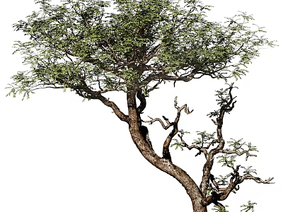 Tall Arbor Featuring Twisted Branches And Lush Green Leaves In Unique Natural Shape 3d model