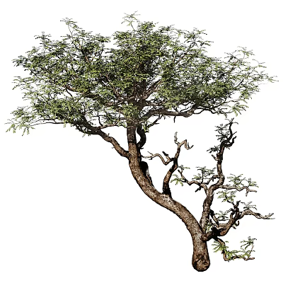 Tall Arbor Featuring Twisted Branches And Lush Green Leaves In Unique Natural Shape 3d model