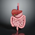 Detailed Human Internal Organs 3D Model Showing Liver Stomach And Intestines