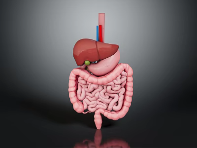 Detailed Human Internal Organs 3D Model Showing Liver Stomach And Intestines 3d model