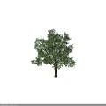 Lush Green Leafy Tree With Strong Trunk And Dense Foliage Structure 3d model