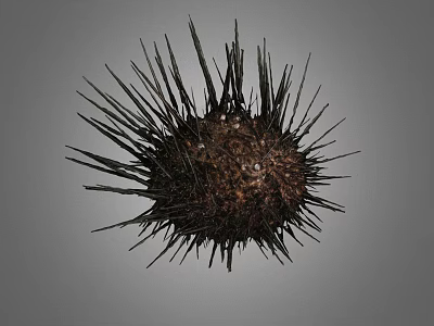 Close Up View Of Brown Sea Urchin With Sharp Black Spines Isolated On Gray Background 3d model