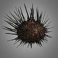 Close Up View Of Brown Sea Urchin With Sharp Black Spines Isolated On Gray Background