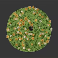 Green Grass Field With Yellow And White Small Flowers Blooming Brightly