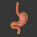 Detailed 3D Model of Human Stomach Showing Anatomical Structure And Internal Texture