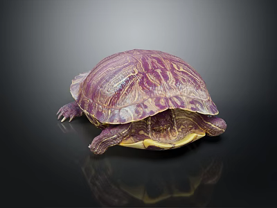 Vibrant Purple And Yellow Reptile Turtle With Intricate Shell Pattern On Black Background And Reflection 3d model