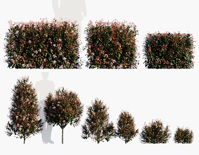 modern shrub heather shrub 3d model modern shrub heather shrub 3d model