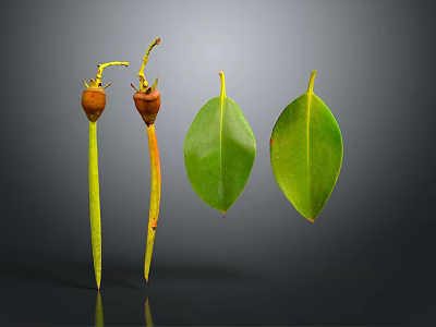 Plant Parts Featuring Wilted Fruits With Yellow Stems And Green Oval Leaves On Dark Background 3d model