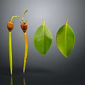 Plant Parts Featuring Wilted Fruits With Yellow Stems And Green Oval Leaves On Dark Background
