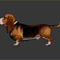 Cute Basset Hound With Brown Black White Coat Long Floppy Ears Standing On Gray Background