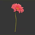 Pink Gerbera Flower With Yellow Center And Stem On Gray Gradient Background