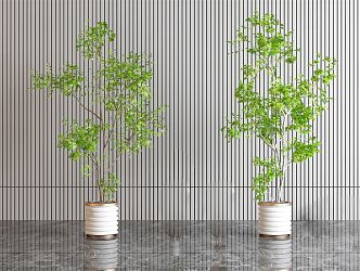 Modern Potted Plant 3d model