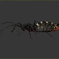Assassin Bug With Black And White Body Red Spots Long Legs On Dark Background