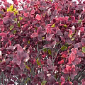 Ornamental Red Purple Leaf Shrubs with Rounded Canopy Detailed Foliage and Human Scale