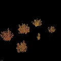 Six Aquatic Plants With Orange Red And Yellow Leaves In Various Growth Forms