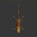 Lizard Anime Lizard Chameleon Cartoon Lizard Reptile Cold Blooded Animal Reptile Class 3d model