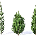 Three Evergreen Coniferous Trees With Lush Green Needles And Different Shapes