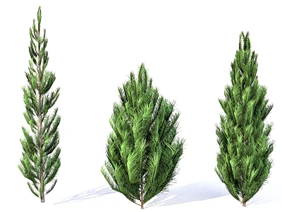 Cedar Pine Plants Trees 3d model