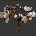 Beautiful Pink Cherry Blossom Blooms With Fresh Buds On Branch