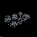 Six Leafless Arbor Trees With White Branches On Black Background