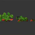 Strawberry Plants With Green Leaves And Red Fruits On Black Reflective Surface