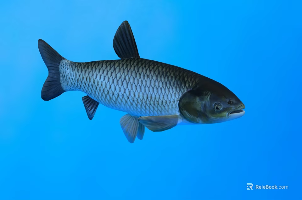 Shiny Silver Scaled Aquatic Fish In Clear Blue Water Background 3d model 