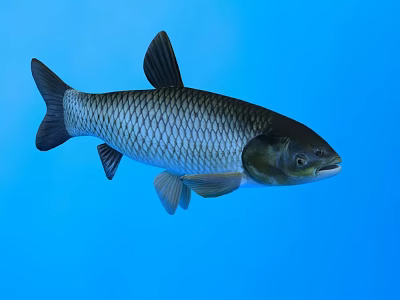 Shiny Silver Scaled Aquatic Fish In Clear Blue Water Background 3d model