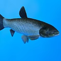 Shiny Silver Scaled Aquatic Fish In Clear Blue Water Background 3d model