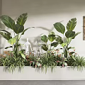 Indoor Decorative Potted Plants In Rectangular White Container With Large Leaves And Small Flowers 3d model