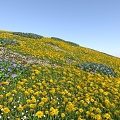 hillside flowers grass lawn sea of flowers 3d model