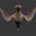 Mallard Duck With Green Head Yellow Beak And Spread Wings Standing On Gray Background