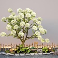 Chinese wood hydrangea large shrub flower border plant Tingbu landscape sketch 3d model