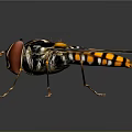 Colorful Insect With Red Eyes Black Yellow Body And Transparent Patterned Wings On Shiny Surface