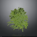 Lush Green Tree With Dense Foliage Isolated On Dark Gray Background