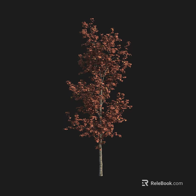 Tall Deciduous Arbor With Vibrant Red Leaves And Strong Trunk For Garden Landscaping 3d model 