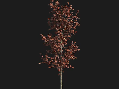 Tall Deciduous Arbor With Vibrant Red Leaves And Strong Trunk For Garden Landscaping 3d model