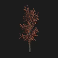 Tall Deciduous Arbor With Vibrant Red Leaves And Strong Trunk For Garden Landscaping